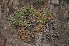 Ericameria cuneata cuneata