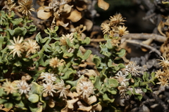 Ericameria cuneata cuneata