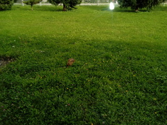 Lepus europaeus europaeus