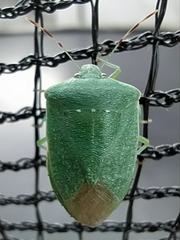 Nezara viridula