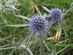 Eryngium caeruleum
