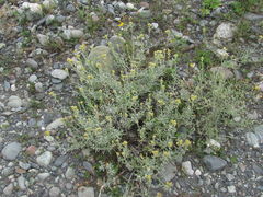 Cladochaeta candidissima