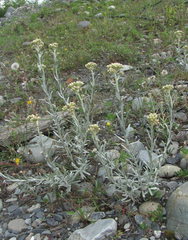 Cladochaeta candidissima