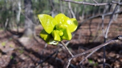 Exobasidium rhododendri