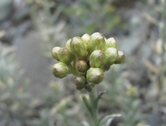 Cladochaeta candidissima