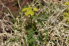 Cymopterus petraeus
