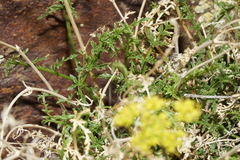 Cymopterus petraeus