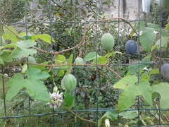 Passiflora morifolia