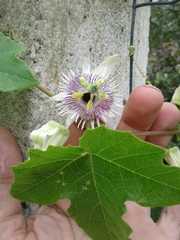 Passiflora morifolia