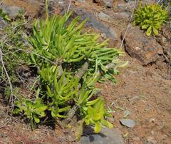 Tylecodon paniculatus × wallichii