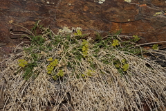 Cymopterus petraeus