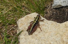 Epipodisma pedemontana