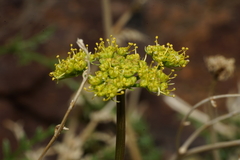 Cymopterus petraeus