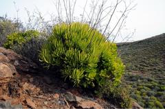 Tylecodon paniculatus × wallichii