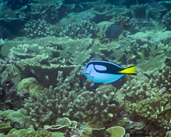 Paracanthurus hepatus