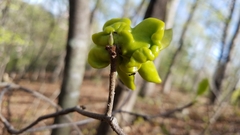 Exobasidium rhododendri