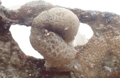 Brattegardia nanseni