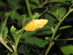 Phaedropsis
