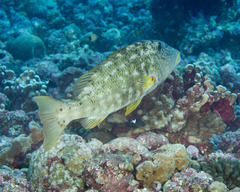 Lethrinus xanthochilus