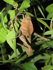 Xyleus discoideus mexicanus