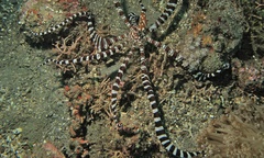Wunderpus photogenicus