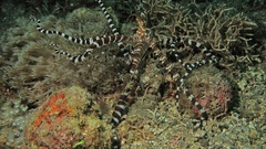 Wunderpus photogenicus