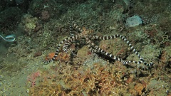 Wunderpus photogenicus