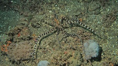 Wunderpus photogenicus