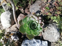Aeonium canariense