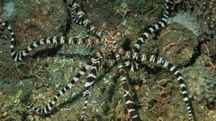 Wunderpus photogenicus