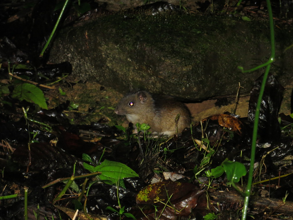 Trinidad Spiny-Rat