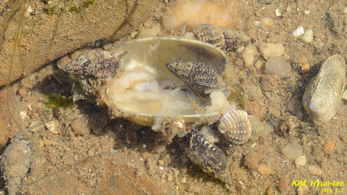 Nassarius festivus