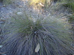 Netrostylis capillaris