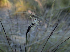 Netrostylis capillaris