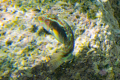 Halichoeres miniatus