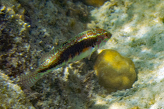 Halichoeres miniatus