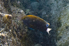 Pomacentrus chrysurus