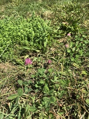 Trifolium pratense