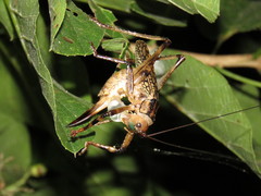 Ancistrocercus circumdatus