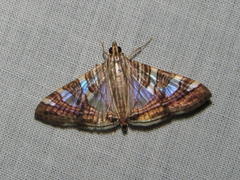Glyphodes stolalis