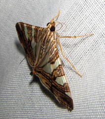 Glyphodes stolalis