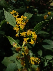 Solidago