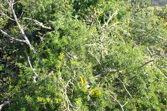 Asparagus multiflorus