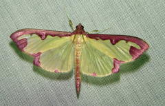 Cadarena pudoraria