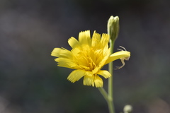 Hieracium tommasinianum