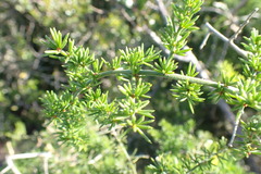 Asparagus multiflorus