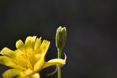 Hieracium tommasinianum