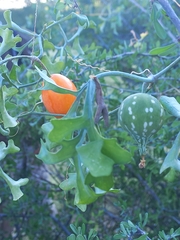 Ibervillea sonorae