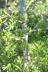 Asparagus multiflorus