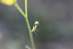 Hieracium tommasinianum